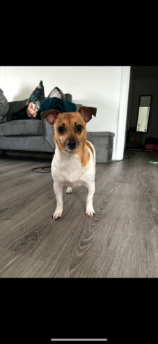 Female Jack Russell
