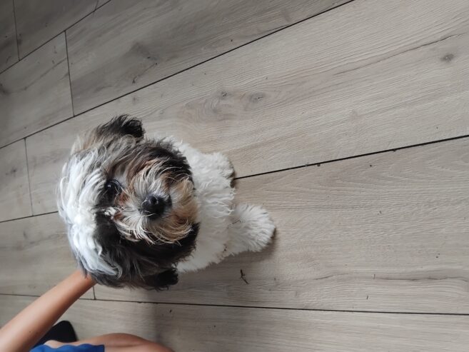 Bichon Frise/ Shih Tzu
