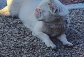 High dna visual pink full fluffy