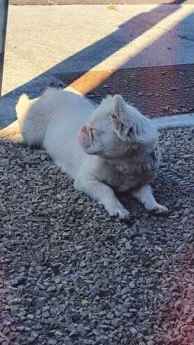 High dna visual pink full fluffy