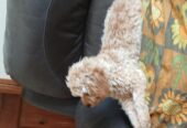 Cavapoo Male Pup