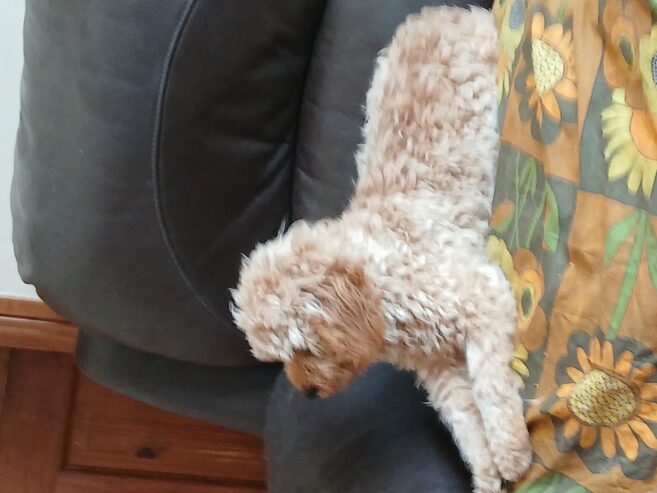 Cavapoo Male Pup