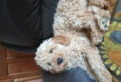 Cavapoo Male Pup