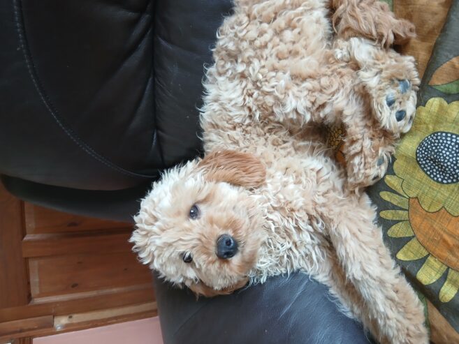 Cavapoo Male Pup
