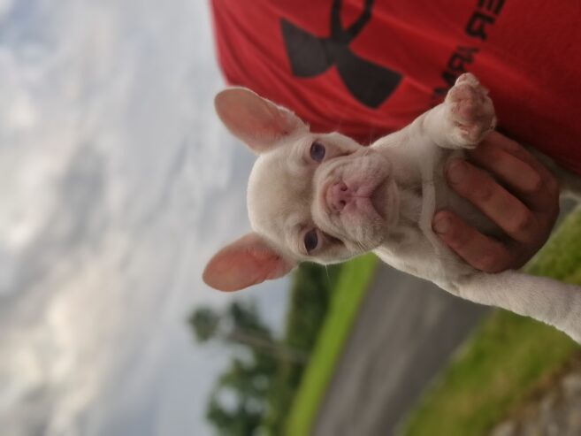 French bulldog pups