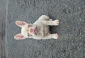 French bulldog pups