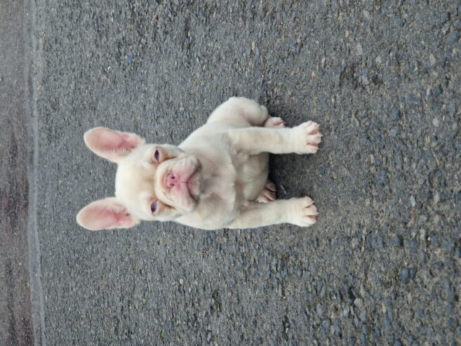 French bulldog pups