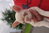French bulldog pups