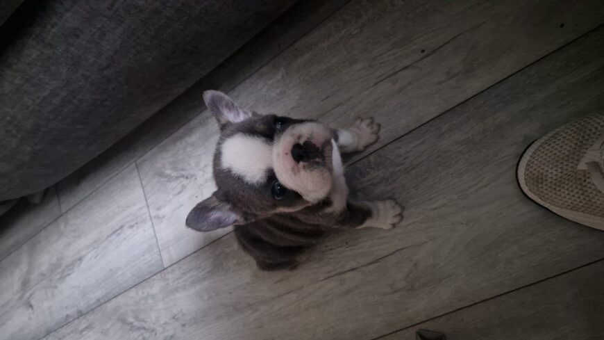 French bulldog pups