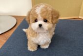 Beautiful Toy Poodle Puppies males and females for adoption
