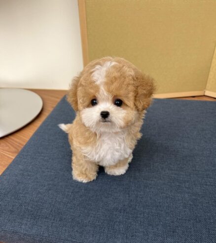 Beautiful Toy Poodle Puppies males and females for adoption