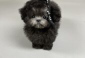 Beautiful Toy Poodle Puppies males and females for adoption