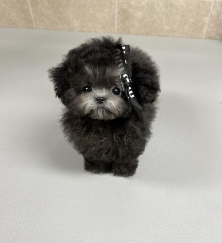 Beautiful Toy Poodle Puppies males and females for adoption