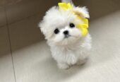 Beautiful Toy Poodle Puppies males and females for adoption