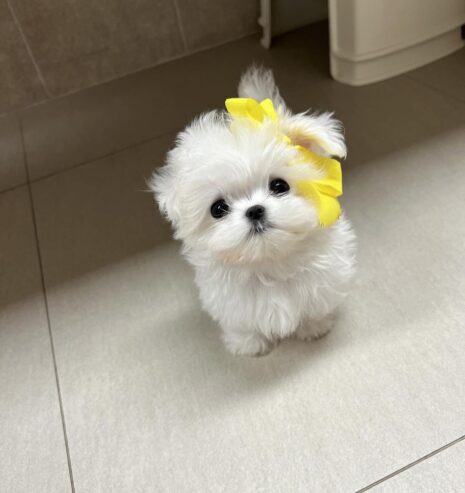 Beautiful Toy Poodle Puppies males and females for adoption