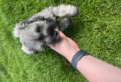 Mini Schnauzer