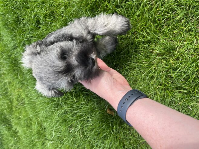 Mini Schnauzer