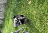 Mini Schnauzer