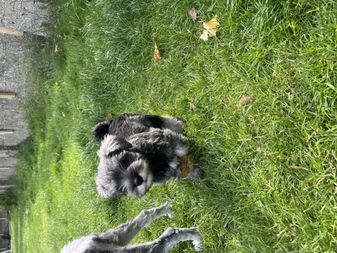 Mini Schnauzer