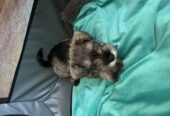 Mini Schnauzer