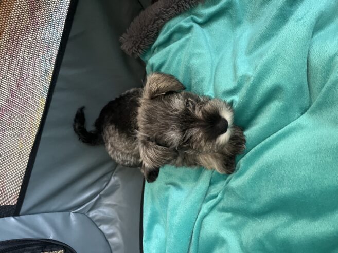 Mini Schnauzer