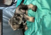 Mini Schnauzer