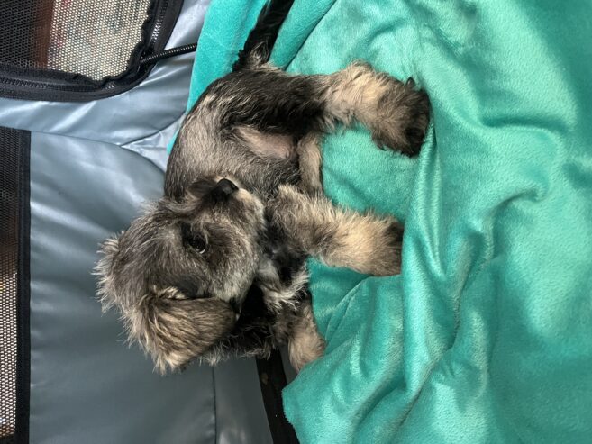 Mini Schnauzer