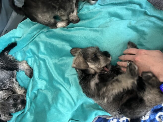 Mini Schnauzer