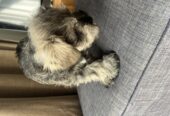 Mini Schnauzer