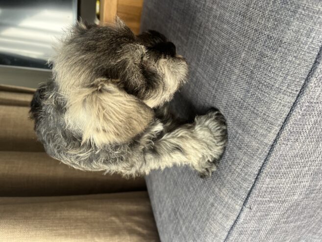 Mini Schnauzer