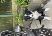 Border Collie for sale