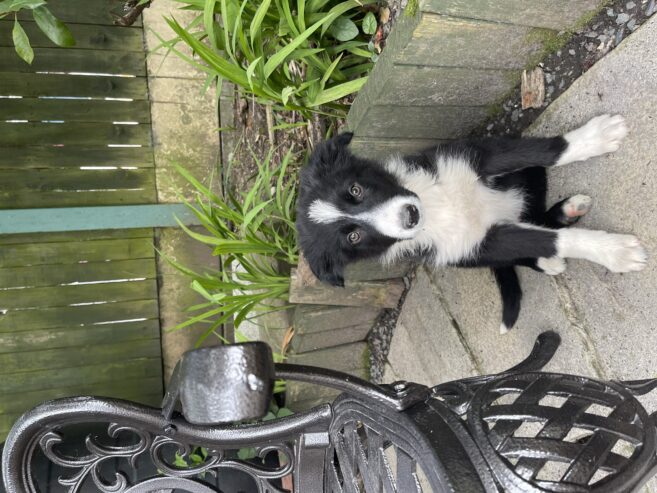 Border Collie for sale