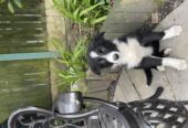 Border Collie for sale