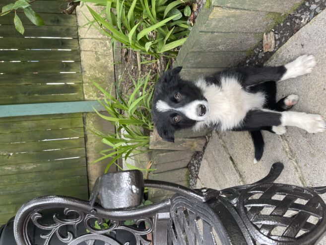 Border Collie for sale