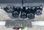 Miniature Schnauzers For Sale