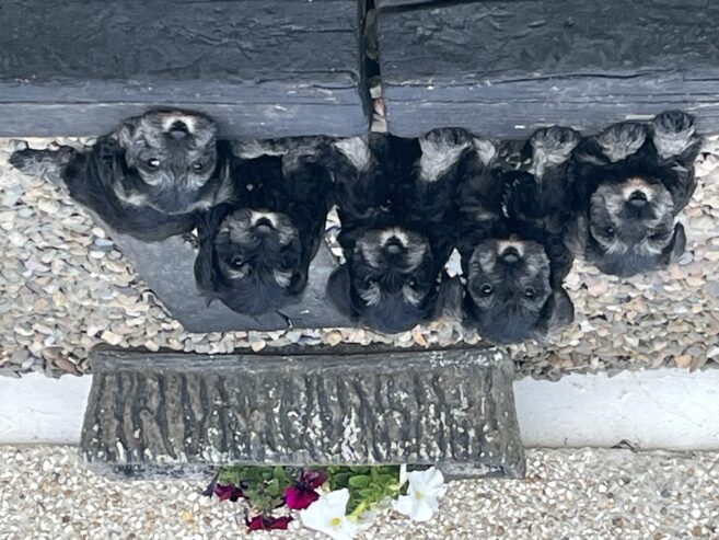 Miniature Schnauzers For Sale