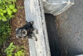 Miniature Schnauzers For Sale