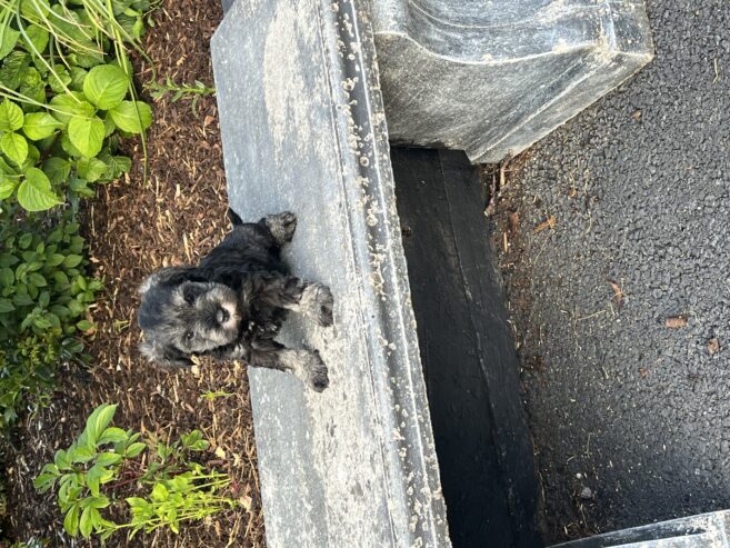 Miniature Schnauzers For Sale