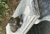 Miniature Schnauzers For Sale
