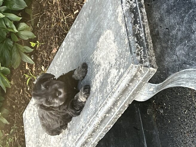 Miniature Schnauzers For Sale