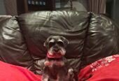 Miniature Schnauzers For Sale