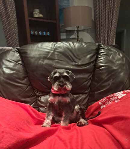 Miniature Schnauzers For Sale