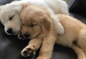 Golden Retriever Puppies for adoption