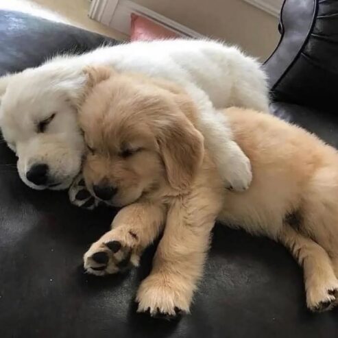 Golden Retriever Puppies for adoption