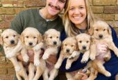 Golden Retriever Puppies for adoption