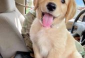 Golden Retriever Puppies for adoption