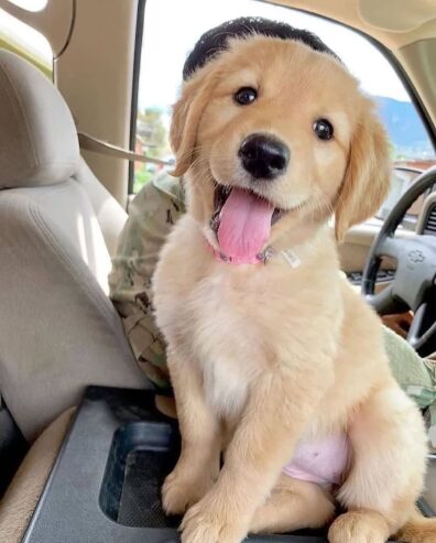 Golden Retriever Puppies for adoption