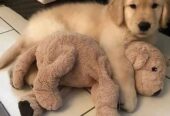 Golden Retriever Puppies for adoption