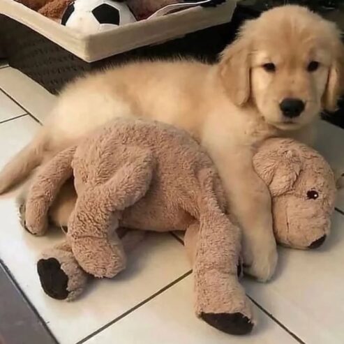 Golden Retriever Puppies for adoption