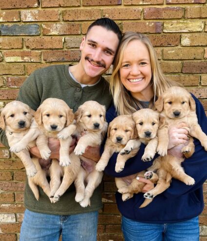 Golden Retriever Puppies for adoption